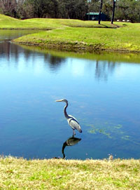 golf course lagoon crane